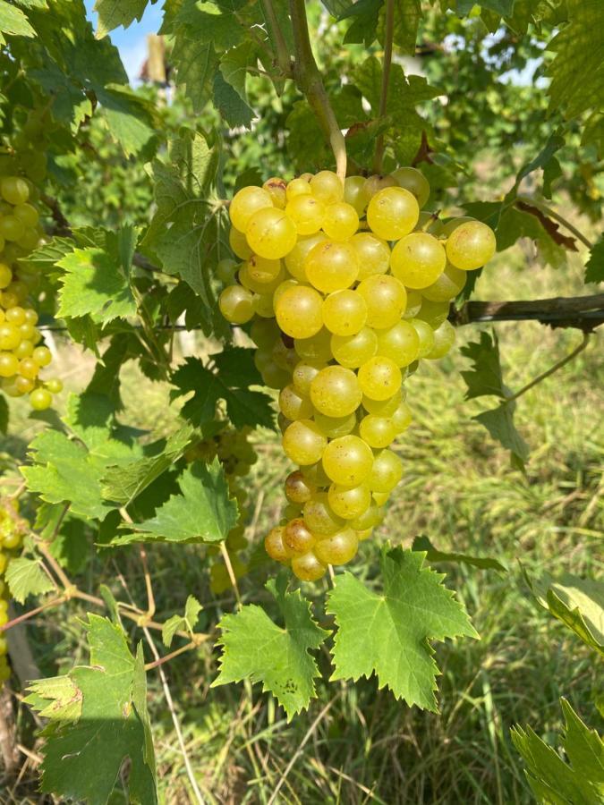 Trautenburg Stub'N Leutschach Zewnętrze zdjęcie